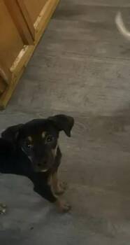 Emir -  Chihuahua Dog for Adoption in Wyoming, Michigan - Emir | PetCurious