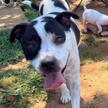 Domino -  Labrador Retriever and Pit Bull Terrier Dog for Adoption in Reno, Nevada - Domino | PetCurious