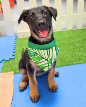 Shepherd Dogs Available for Adoption in Novato, California - Barney | PetCurious