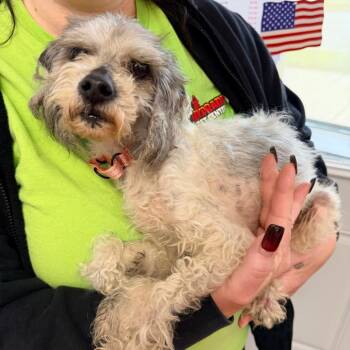 Ramon -  Poodle Dog for Adoption - Ramon | PetCurious