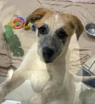 Rye -  Mixed Breed Dog for Adoption in Maryville, Tennessee - Rye | PetCurious