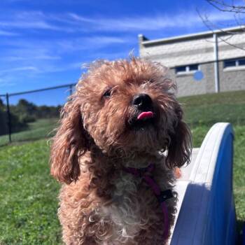 Strawberry Strudel -  Poodle Dog for Adoption in York, Pennsylvania - Strawberry Strudel | PetCurious