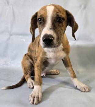 Bayou -  Catahoula Leopard Dog and Mixed Breed Dog for Adoption in Morton Grove, Illinois - Bayou | PetCurious