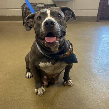 Cleo -  American Staffordshire Terrier and Mixed Breed Dog for Adoption in San Antonio, Texas - Cleo | PetCurious