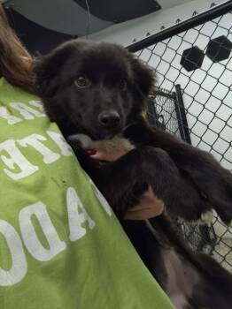 Australian Cattle Dog Blue Heeler Dogs Available for Adoption in Republic, Missouri - Calla Lily | PetCurious