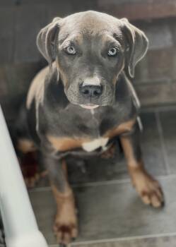 Rescue Mixed Breed Dogs for Adoption in Mount Pleasant, South Carolina - Dale | PetCurious