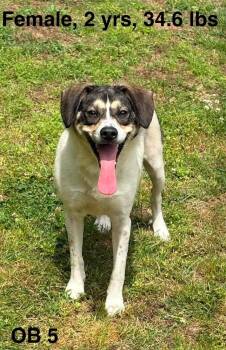 Beagle and Terrier Dogs Available for Adoption in New York, New York - Daisy | PetCurious