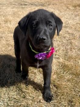 Labrador Retriever Dogs Available for Adoption - Molly | PetCurious
