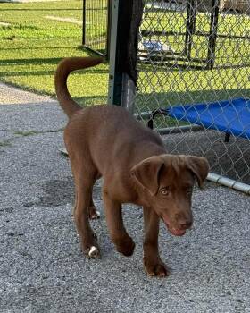 Cooper -  Chocolate Labrador Retriever Dog Available for Adoption in Owensboro, Kentucky - Cooper | PetCurious