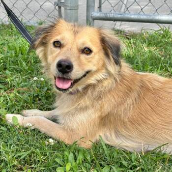 Rescue Terrier and Mixed Breed Dogs for Adoption in League City, Texas - Leah | PetCurious