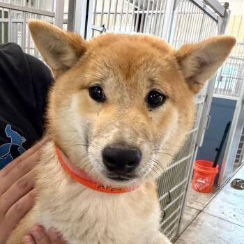 Shiba Inu Dogs Available for Adoption in Peyton, Colorado - Lolly - Missouri AP26-21 | PetCurious