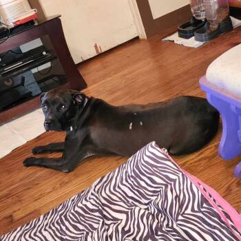 Rescue Cane Corso and Pit Bull Terrier Dogs for Adoption in West Plains, Missouri - Xena | PetCurious