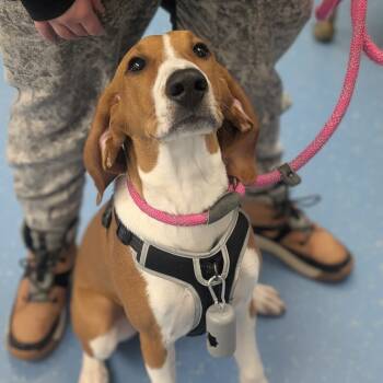 Rescue Redbone Coonhound and Treeing Walker Coonhound Dogs for Adoption in Watertown, New York - Luna (Brandy) | PetCurious