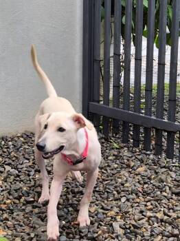 Stella -  Golden Retriever and Retriever Dog for Adoption in North Reading, Massachusetts - Stella | PetCurious