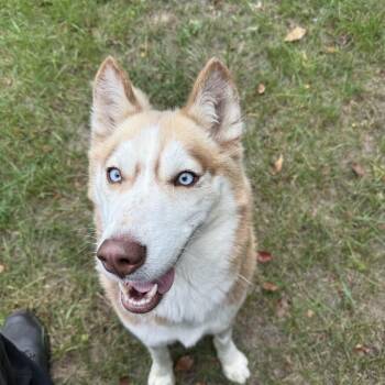 Zara -  Siberian Husky Dog for Adoption in Standish, Michigan - Zara | PetCurious