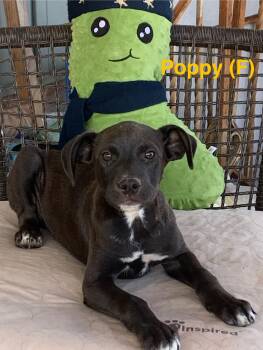 Poppy -  Labrador Retriever Dog for Adoption in Chattanooga, Tennessee - Poppy | PetCurious