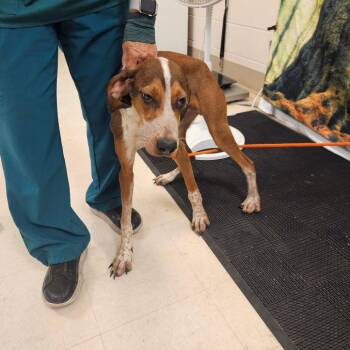 SCFL-Stray-67027 -  Coonhound Dog for Adoption in Lake Panasoffkee, Florida - SCFL-Stray-67027 | PetCurious