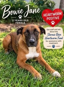 Bowie Jane -  Shepherd and Mixed Breed Dog for Adoption in Kingsland, Georgia - Bowie Jane | PetCurious