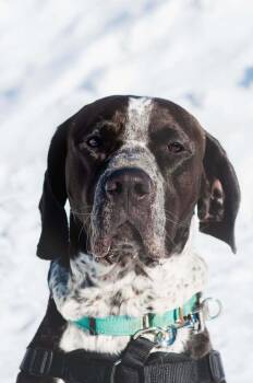 English Setter Dogs Available for Adoption - Koda | PetCurious
