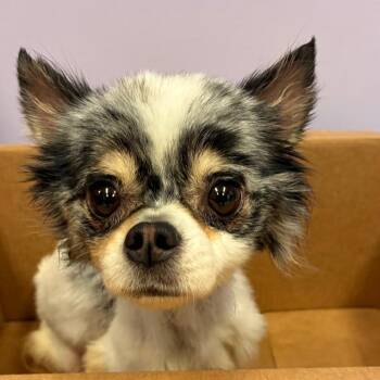Mushroom -  Pomeranian and Chihuahua Dog for Adoption in Manhattan, Kansas - Mushroom | PetCurious