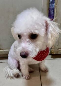Milo -  Bichon Frise and Poodle Dog for Adoption in Escondido, California - Milo | PetCurious