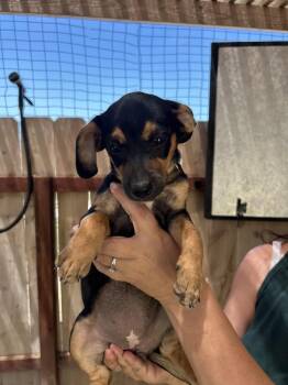 Rosé -  Terrier Dog for Adoption in San Diego, California - Rosé | PetCurious
