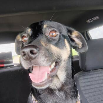 Mickey D -  Rat Terrier Dog for Adoption in Ville Platte, Louisiana - Mickey D | PetCurious
