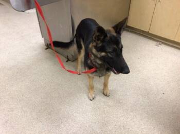 Rescue German Shepherd Dog Dogs for Adoption in Riverside, California - HUGGSY | PetCurious