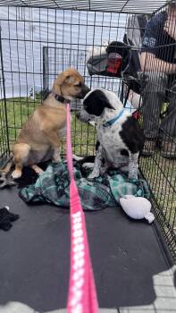 Panda fka Po Po Delta pup -  American Staffordshire Terrier and Great Pyrenees Dog for Adoption in Jerome, Idaho - Panda Fka Po Po Delta Pup | PetCurious