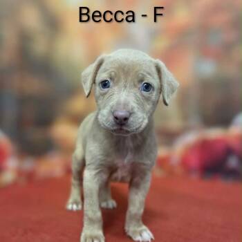 Becca -  Pit Bull Terrier and Mixed Breed Dog for Adoption in Griswold, Connecticut - Becca | PetCurious