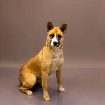 Rescue Shepherd Dogs for Adoption in Lawrenceville, Georgia - Pen 176 Edie | PetCurious