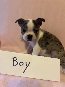 Spike -  Boston Terrier Dog for Sale in Columbus, Ohio - Spike | PetCurious