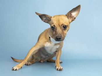 FLUTTER -  Chihuahua Dog for Adoption in Phoenix, Arizona - FLUTTER | PetCurious
