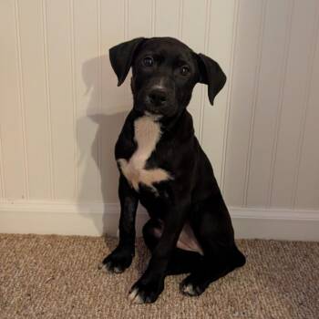 Rescue Black Labrador Retriever Dogs for Adoption in Columbia, Missouri - Daiquiri | PetCurious