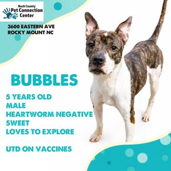 BUBBLES  Available NOW - ADOPTION or RESCUE! -  Mixed Breed Dog for Adoption in Nashville, North Carolina - BUBBLES  Available NOW - ADOPTION Or RESCUE! | PetCurious