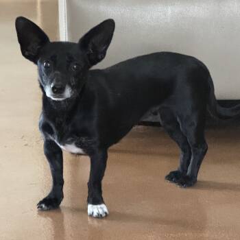 Rescue Chihuahua Dogs for Adoption in Las Vegas, Nevada - Shawnee | PetCurious