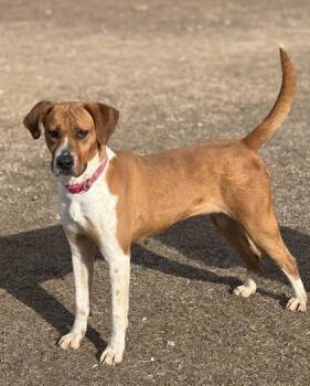 Hound and Mixed Breed Dogs Available for Adoption in Conway, South Carolina - Pansy (HW+) | PetCurious