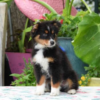 Dosa -  Australian Shepherd Dog for Adoption in Wake Forest, North Carolina - Dosa | PetCurious
