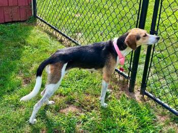 Autumn -  Foxhound Dog for Adoption in Roxbury Township, New Jersey - Autumn | PetCurious