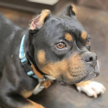 Cane Corso Dogs Available for Adoption in Andover, Massachusetts - Cody | PetCurious