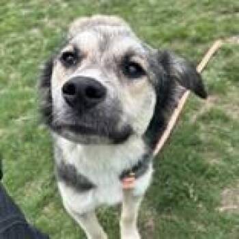 Mixed Breed Dogs Available for Adoption in Lansing, Michigan - Cindy | PetCurious