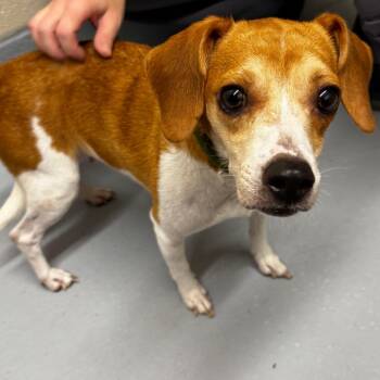 Buttercup -  Beagle and Mixed Breed Dog for Adoption in Concord, North Carolina - Buttercup | PetCurious