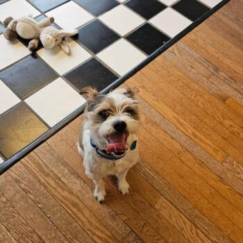 Terrier and Mixed Breed Dogs Available for Adoption - Edamame AKA Eddie 26-012 | PetCurious