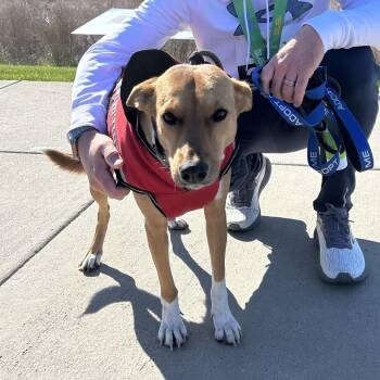 Basenji and Mixed Breed Dogs Available for Adoption in Potomac, Maryland - Marsha | PetCurious