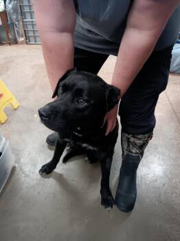 Labrador Retriever Dogs Available for Adoption in Brownwood, Texas - Pleakley | PetCurious