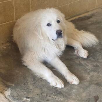 Joseph 5454 -  Great Pyrenees and None Dog for Adoption in Loxahatchee Groves, Florida - Joseph 5454 | PetCurious