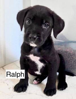 RALPH -  Labrador Retriever and Poodle Dog for Adoption in Gilberts, Illinois - RALPH | PetCurious