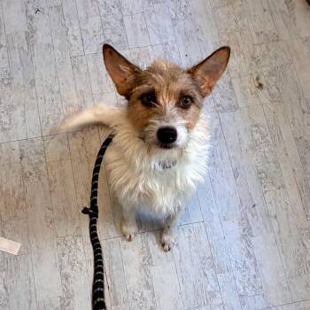 Prissy -  Wirehaired Terrier and Mixed Breed Dog for Adoption - Prissy | PetCurious