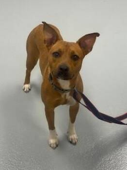 GLOVE -  Mixed Breed Dog for Adoption in St. Cloud, Florida - GLOVE | PetCurious
