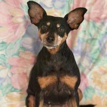 Rescue Miniature Pinscher Dogs for Adoption in Joppa, Alabama - Roxie | PetCurious